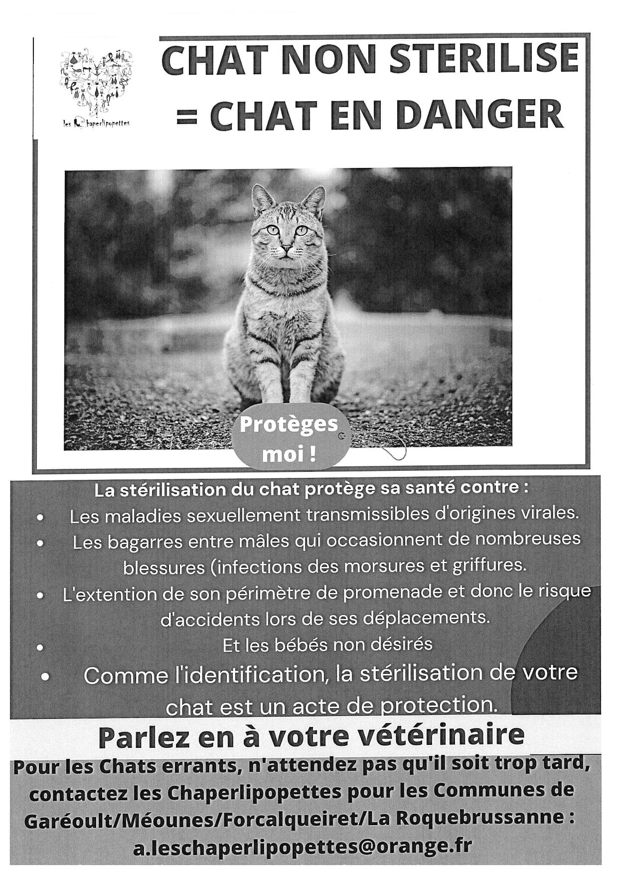 Chat stérilisée